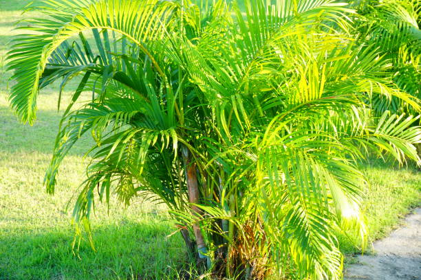 istock Beautiful clumping lipstick palm or Cyrtostachys renda 865987082