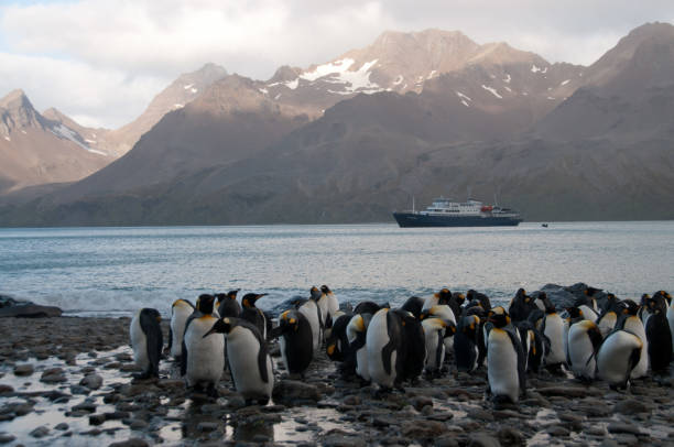 pinguins rei na baía de fortuna - south georgia falkland islands mode of transport nature - fotografias e filmes do acervo