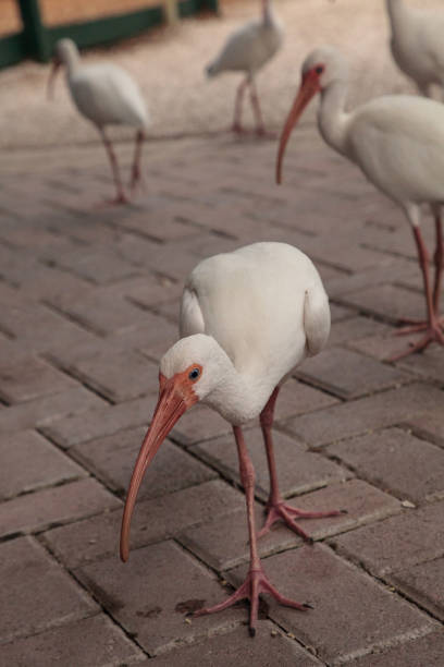 istock American White ibis Eudocimus albus birds 865992604