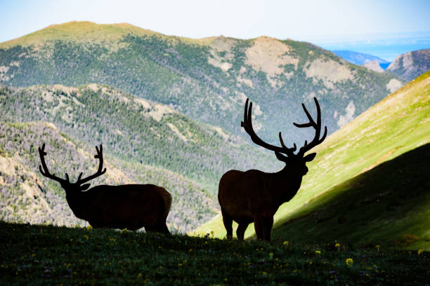 istock Bull elk silhouetted against mountain background 865992948