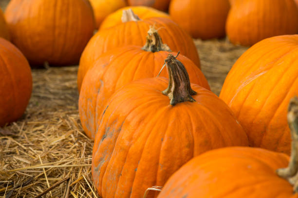Pumpkins scattered on dried grass stock photo