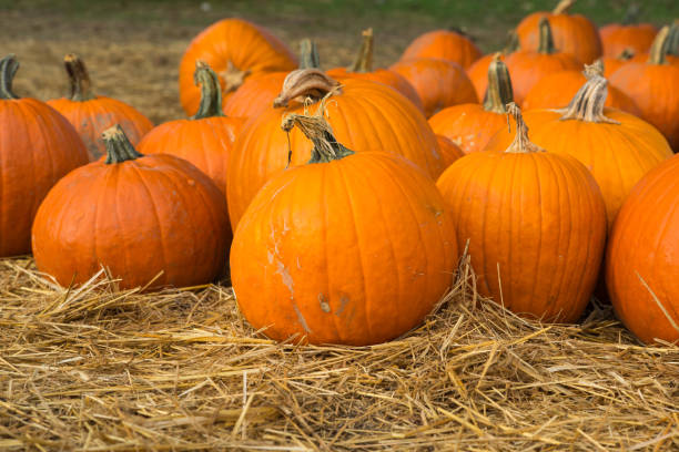 Pumpkins scattered on dried grass stock photo