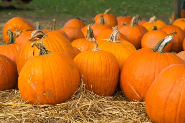 Pumpkins scattered on dried grass stock photo