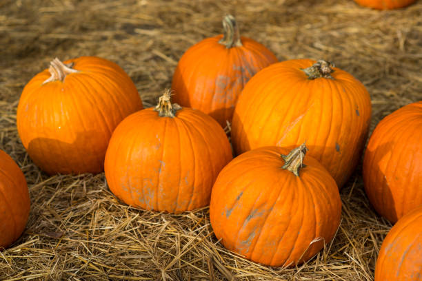 Pumpkins scattered on dried grass stock photo