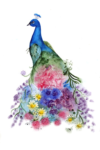 watercolor peacock with flowers on white background