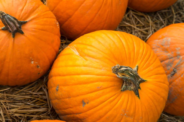 Pumpkins scattered on dried grass stock photo