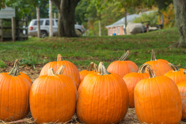 Pumpkins scattered on dried grass stock photo