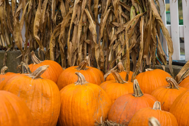 Pumpkins scattered and dry corn tree stock photo