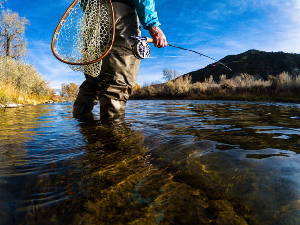 Fly Fishing on Scenic River Fly Fishing on Scenic River - Environmental portrait of Fly Fisherman on sunny fall autumn day catching trout. fly fishing stock pictures, royalty-free photos & images
