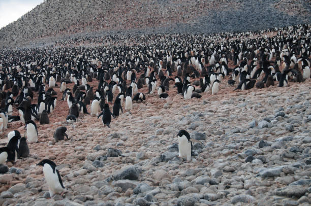 istock Adelie Penguins on Paulet Island 865999868