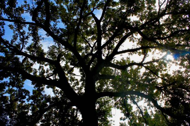 istock Silhouette of a tree against a blue sky with the sun shining through 865999952
