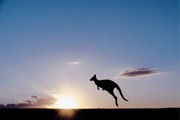 kangaroo bei sonnenuntergang - kangaroo outback australia sunset stock-fotos und bilder