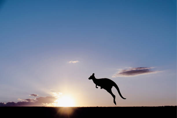 캥거루 at 해질녘까지 - kangaroo outback australia sunset 뉴스 사진 이미지