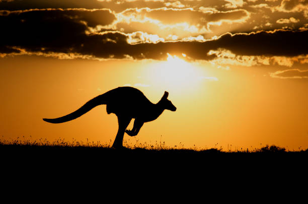 kangaroo bei sonnenuntergang - kangaroo outback australia sunset stock-fotos und bilder