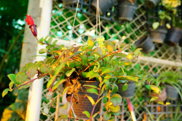 istock Dischidia nummularia Variegata as the background 866004282