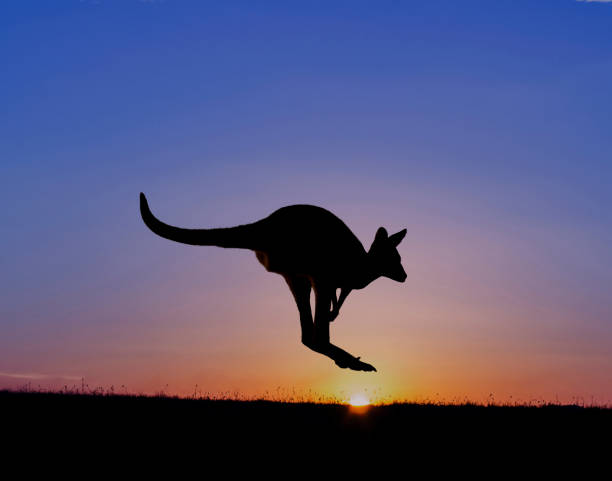 kangaroo bei sonnenuntergang - kangaroo outback australia sunset stock-fotos und bilder