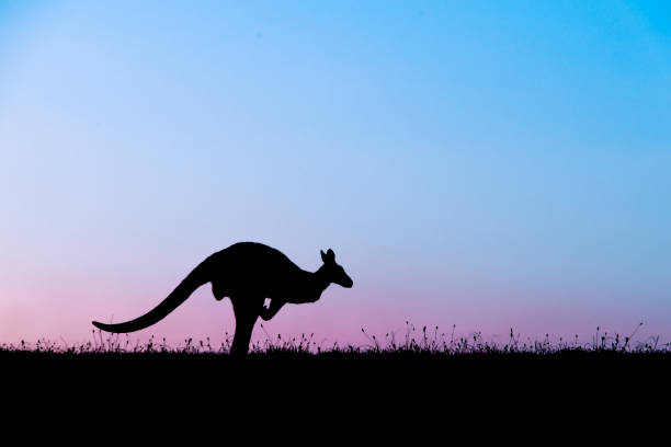 캥거루 at 해질녘까지 - kangaroo outback australia sunset 뉴스 사진 이미지
