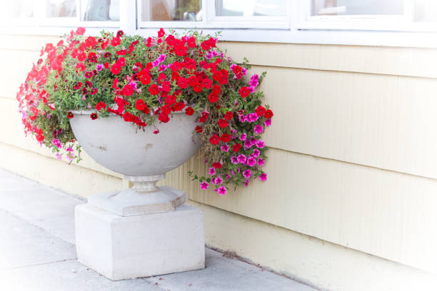 istock Flowers in the pot - Stock image 866004846