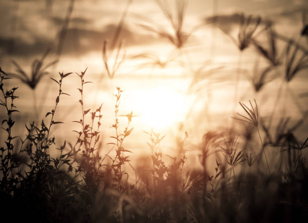 istock Silhouette grass at sunset or sunshine in the field 866007054