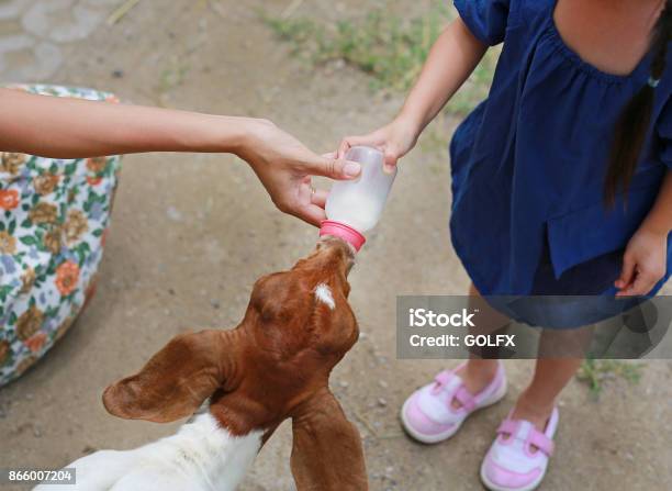 Little Girl And Mother Feeding Sheep Stock Photo - Download Image Now - Adult, Affectionate, Agricultural Occupation