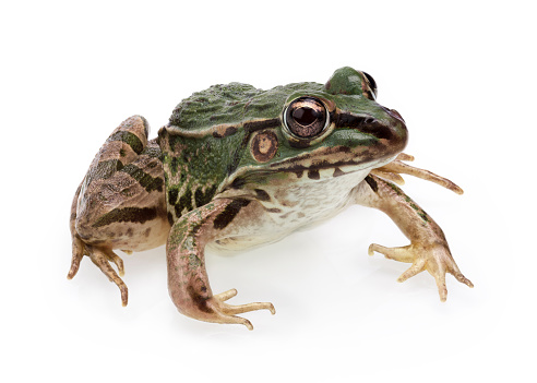 A Cute Frog Isolated on White Background in Full Depth of Field.