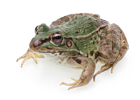 A Cute Frog Isolated on White Background in Full Depth of Field.