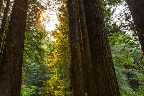 istock Redwood National Park 866007680