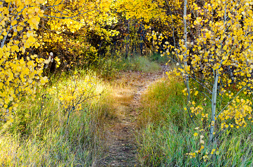 Nature walking trail path with beautiful colorful trees in Assiniboine Forest, Winnipeg, Manitoba