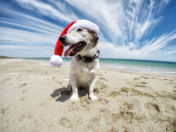 istock Christmas Dog At Beach 866010648
