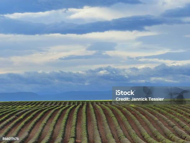 Lavender Fiels In The Luberon France Stock Photo - Download Image Now - Agricultural Field, France, Horizontal