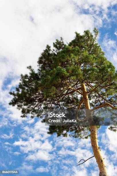 Alone Cedar Tree Against Blue Sky With Clouds Background Vertical Stock Photo - Download Image Now