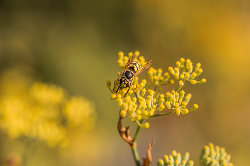 Bee pollinating plants