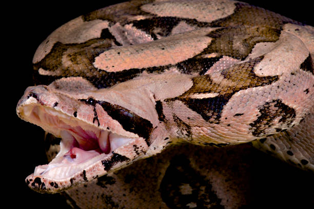 jiboia-de-cauda-vermelha, boa constrictor imperator, ataque - red tailed boa - fotografias e filmes do acervo