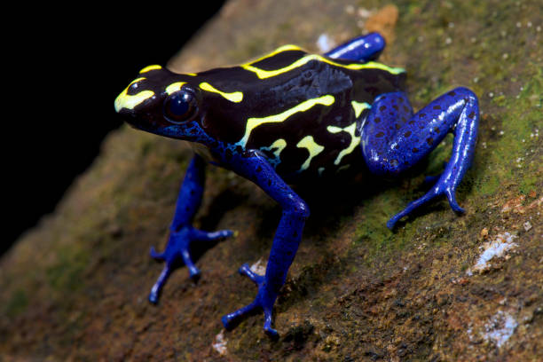 istock Dyeing dart frog, Dendrobates tinctorius 