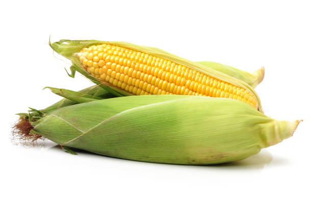 노란색 옥수수 흰색 배경 - corn corn crop corn on the cob isolated 뉴스 사진 이미지