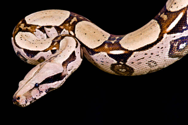 red-tailed boa, boa constrictor imperator - red tailed boa stock-fotos und bilder