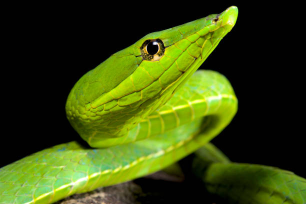 istock South American green vine snake, Oxybelis fulgidus 866015288