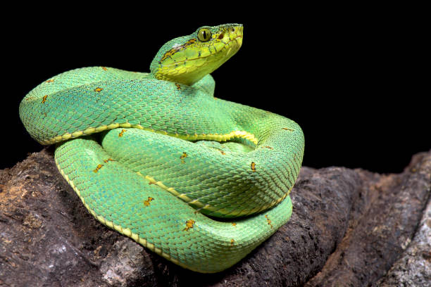 istock Amazonian palmviper, Bothrops bilineatus bilineatus 866017570