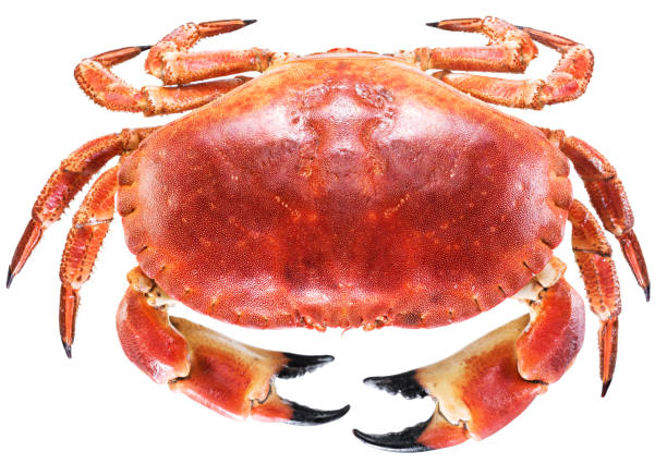 istock Cooked brown crab or edible crab isolated on the white background. 866018226