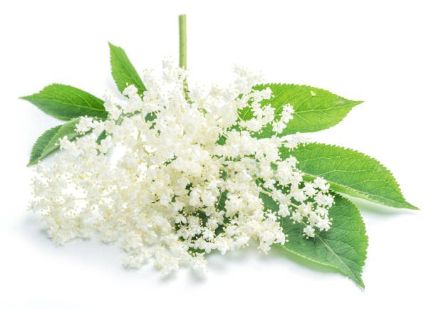 istock Elderberry flowers on the white background. 866018244