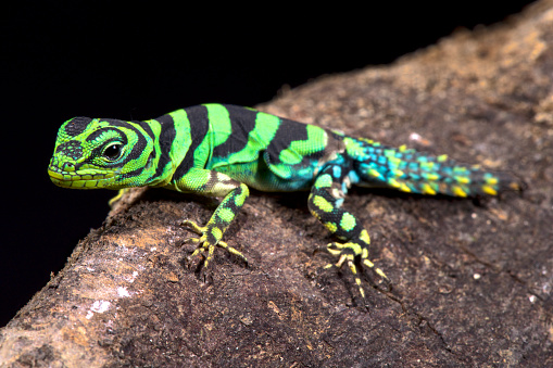 Emerald thornytail iguana, Uracentron azureum werneri