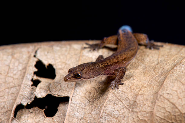 istock Brazilian pygmy gecko, Chatogekko amazonicus 866018742