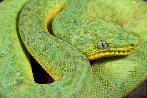 Green tree boa, Corallus caninus Green tree boa, Corallus caninus green boa snake corallus caninus stock pictures, royalty-free photos & images