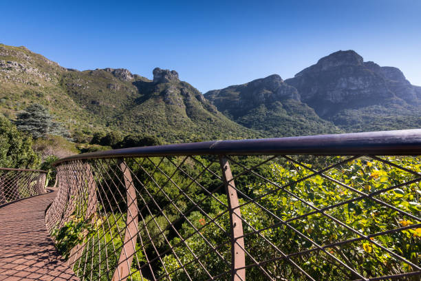 istock Tree canopy walkway in Kirstenbosch Gardens, Cape Town 866019050