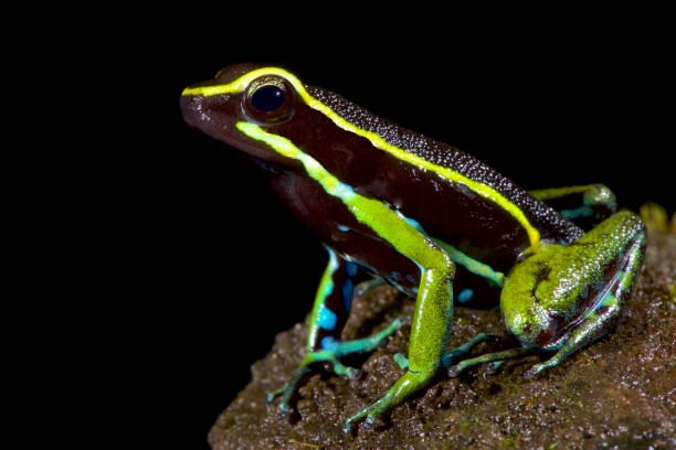 istock Three-striped poison dart frog, Amereega trivittatus 866019170