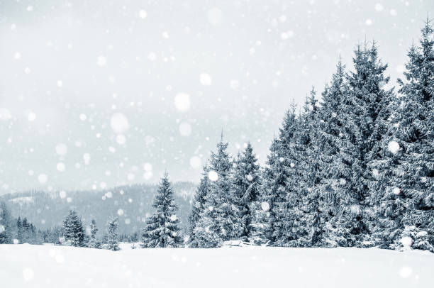 istock Fir trees covered with hoarfrost and snow in mountains 866024804