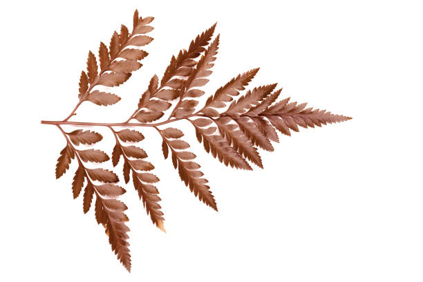 istock Green leaf of a fern tree isolated on white background. 866025154