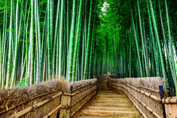 bambuswald von kyoto - bamboo grove stock-fotos und bilder
