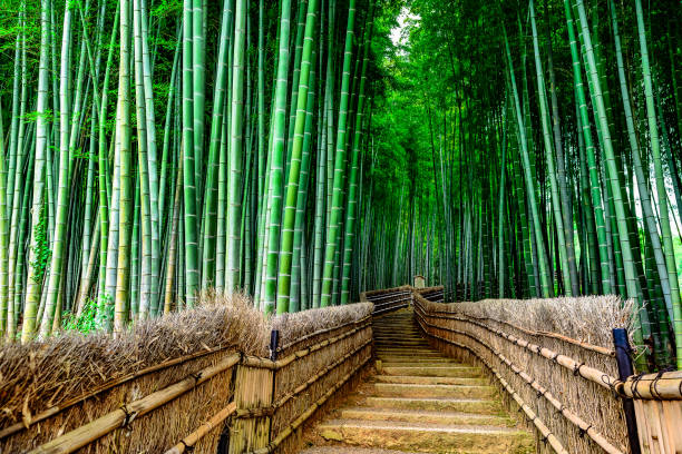 kyoto bamboo forest - bamboo grove imagens e fotografias de stock