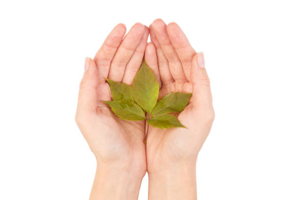 istock Green leaf of maple tree isolated on white background. 866028208